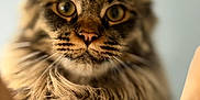 Alma participe au concours pour gagner de l'argent avec cette photo : cat, tabby, fluffy, closeup, pet, animal, fur, whiskers, ears, face, portrait, feline, domestic_cat, indoor, soft_light, focused_eyes, muzzle, cute, mammal, curious