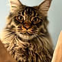 cat, tabby, fluffy, closeup, pet, animal, fur, whiskers, ears, face, portrait, feline, domestic_cat, indoor, soft_light, focused_eyes, muzzle, cute, mammal, curious