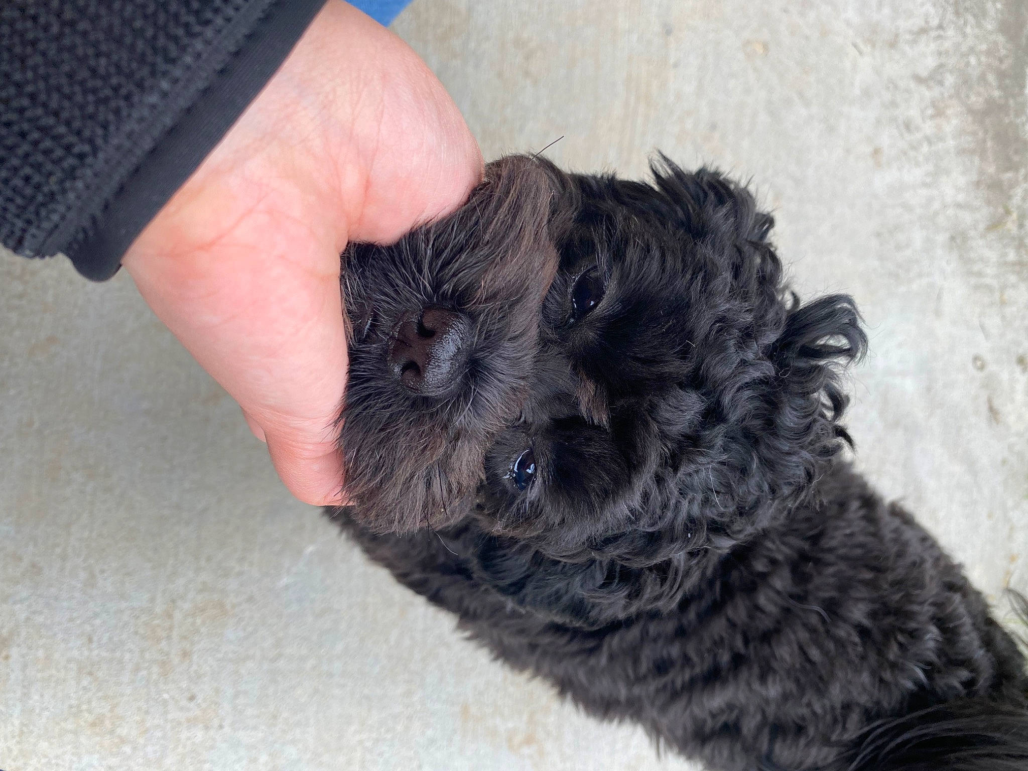 Biggie is registered to the contest to win money with this photo: canidae, carnivore, claw, companion_dog, dog, dog_breed, finger, fur, nail, non_sporting_group, paw, puppy, rock, snout, sporting_group, terrier, toy_dog, water_dog, wool, working_animal