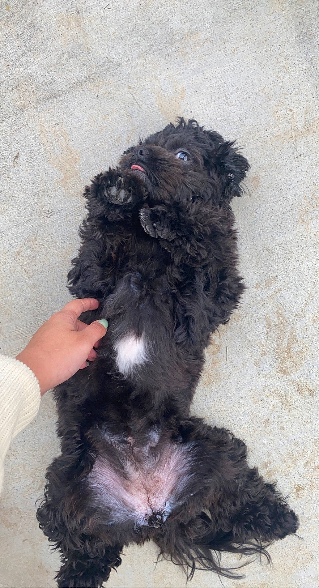 Biggie joined the competition — help win amazing prizes! canidae, carnivore, claw, companion_dog, dog, dog_breed, dog_supply, fur, liver, paw, scottish_terrier, snout, sporting_group, tail, terrestrial_animal, terrier, toy_dog, water_dog, working_animal, yorkipoo