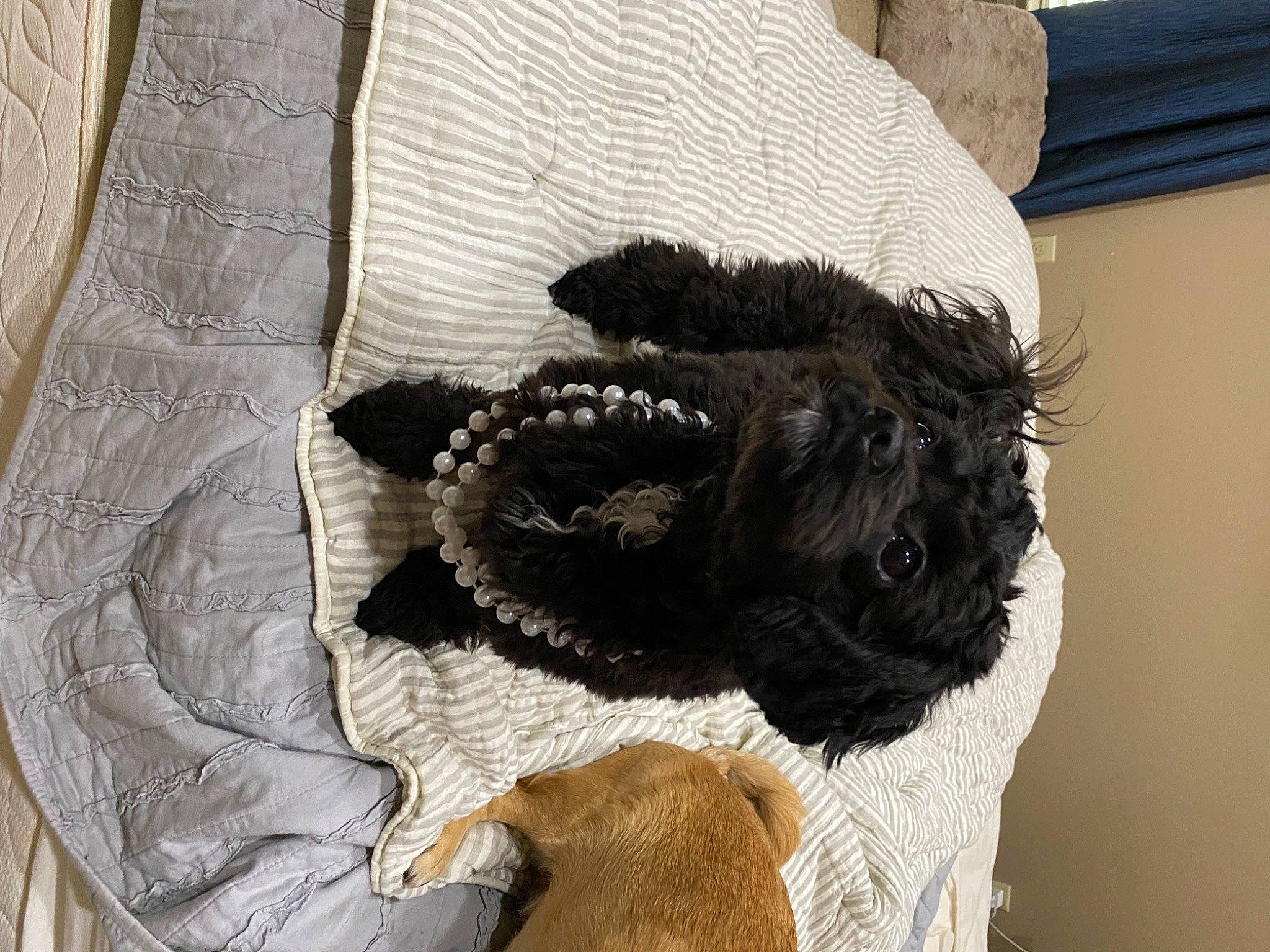 Biggie is registered to the contest to win money with this photo: canidae, carnivore, companion_dog, dog_breed, dog_supply, fashion_accessory, fawn, feather, fur, grey, linens, pet_supply, sleeve, snout, sporting_group, tail, toy_dog, wing, wool, working_animal