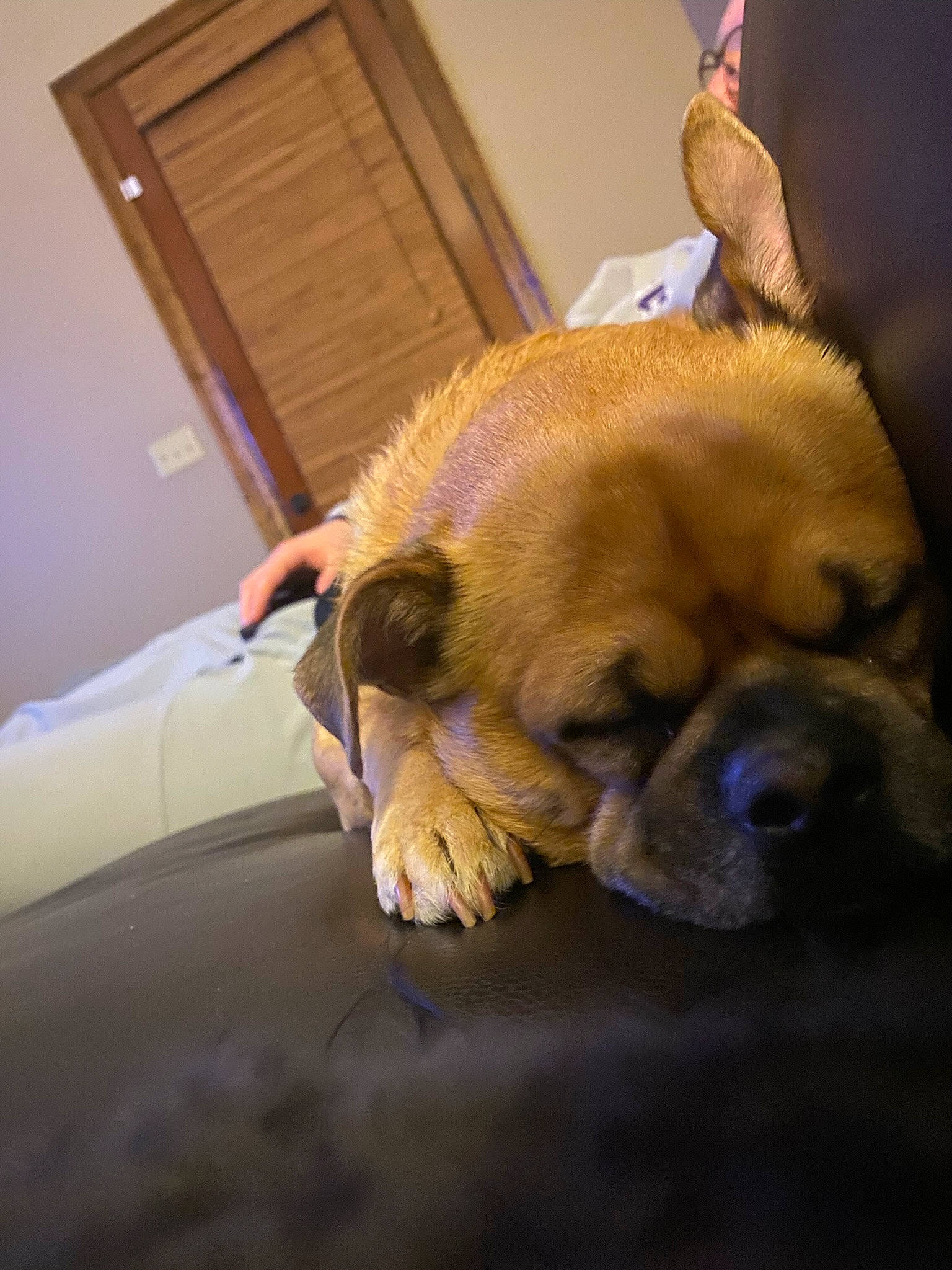 Spud is registered to the contest to win money with this photo: canidae, carnivore, claw, comfort, companion_dog, dog, dog_breed, ear, fawn, flooring, fur, paw, snout, sporting_group, tail, terrestrial_animal, toy_dog, whiskers, working_animal, wrinkle