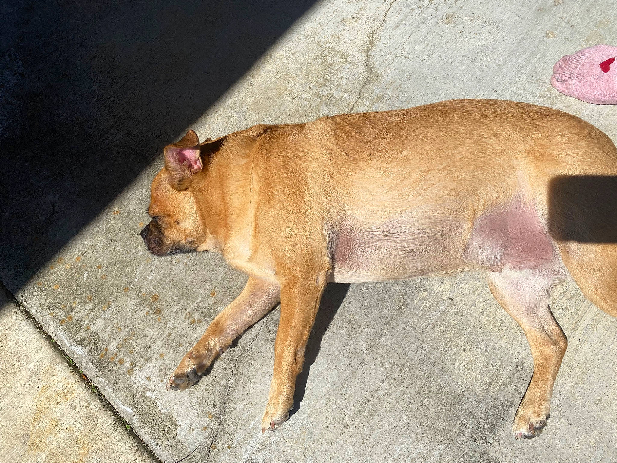 Spud is registered to the contest to win money with this photo: canidae, carnivore, claw, collar, companion_dog, dog, dog_breed, dog_supply, fawn, liver, paw, road_surface, snout, sporting_group, tail, terrestrial_animal, whiskers, wildlife, working_animal, wrinkle