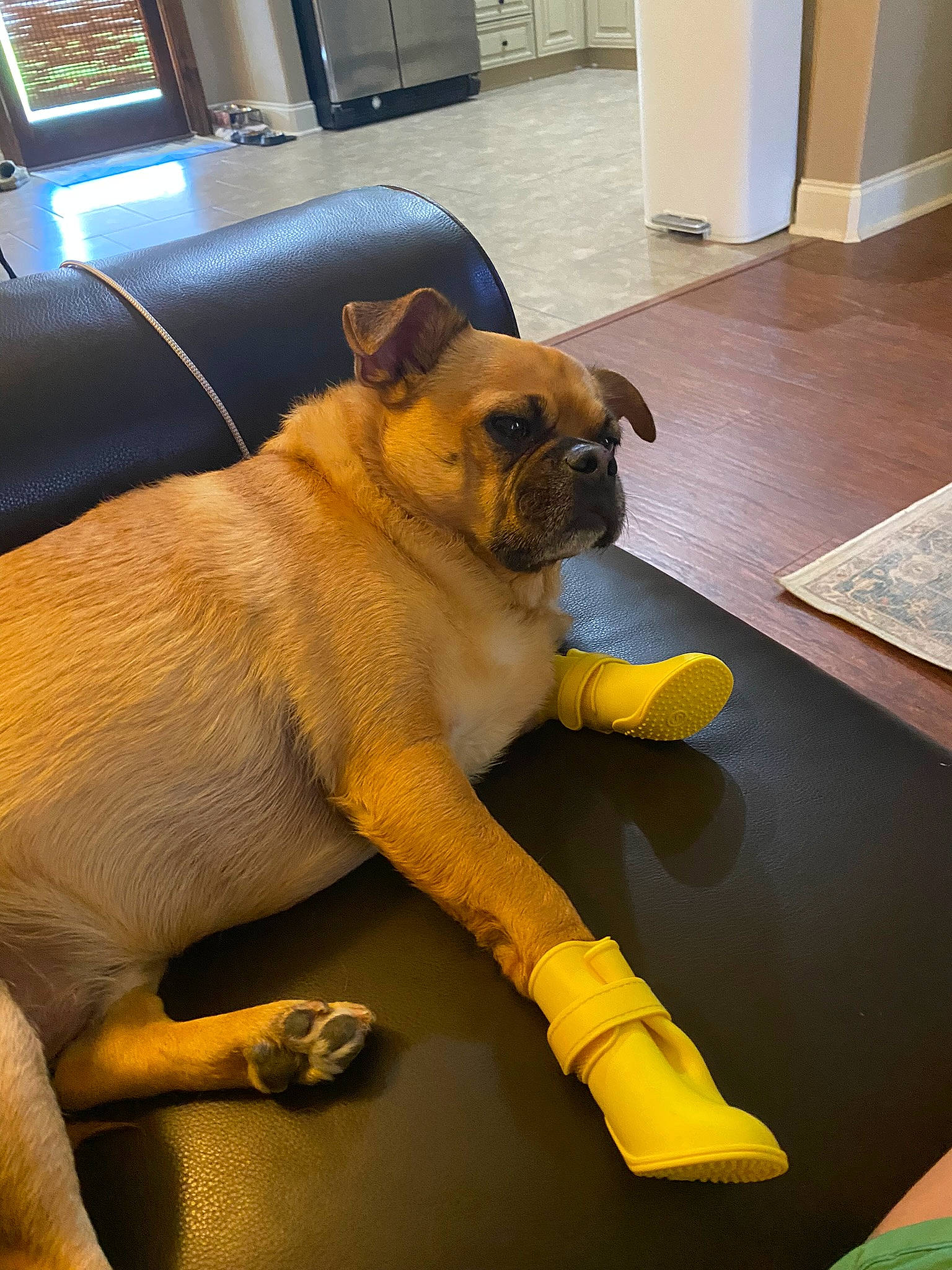 Spud is registered to the contest to win money with this photo: canidae, carnivore, comfort, companion_dog, dog, dog_breed, fawn, floor, flooring, hardwood, human_leg, paw, pug, room, snout, sporting_group, tail, toy_dog, working_animal, wrinkle