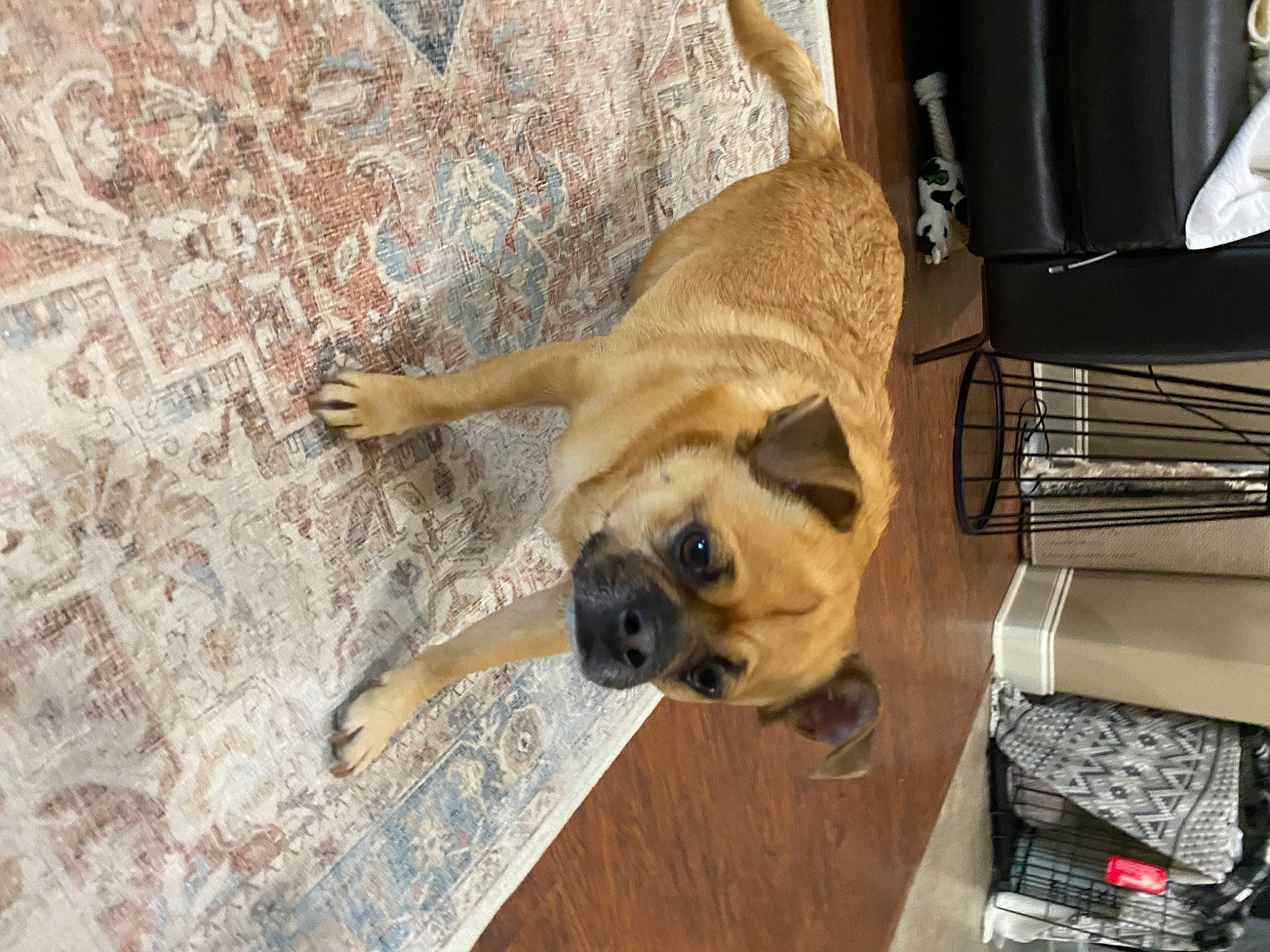 Spud is registered to the contest to win money with this photo: canidae, carnivore, comfort, companion_dog, dog, dog_breed, dog_supply, fawn, flooring, fur, hardwood, kitchen_utensil, non_sporting_group, pet_supply, pug, snout, sporting_group, tail, wood, working_animal