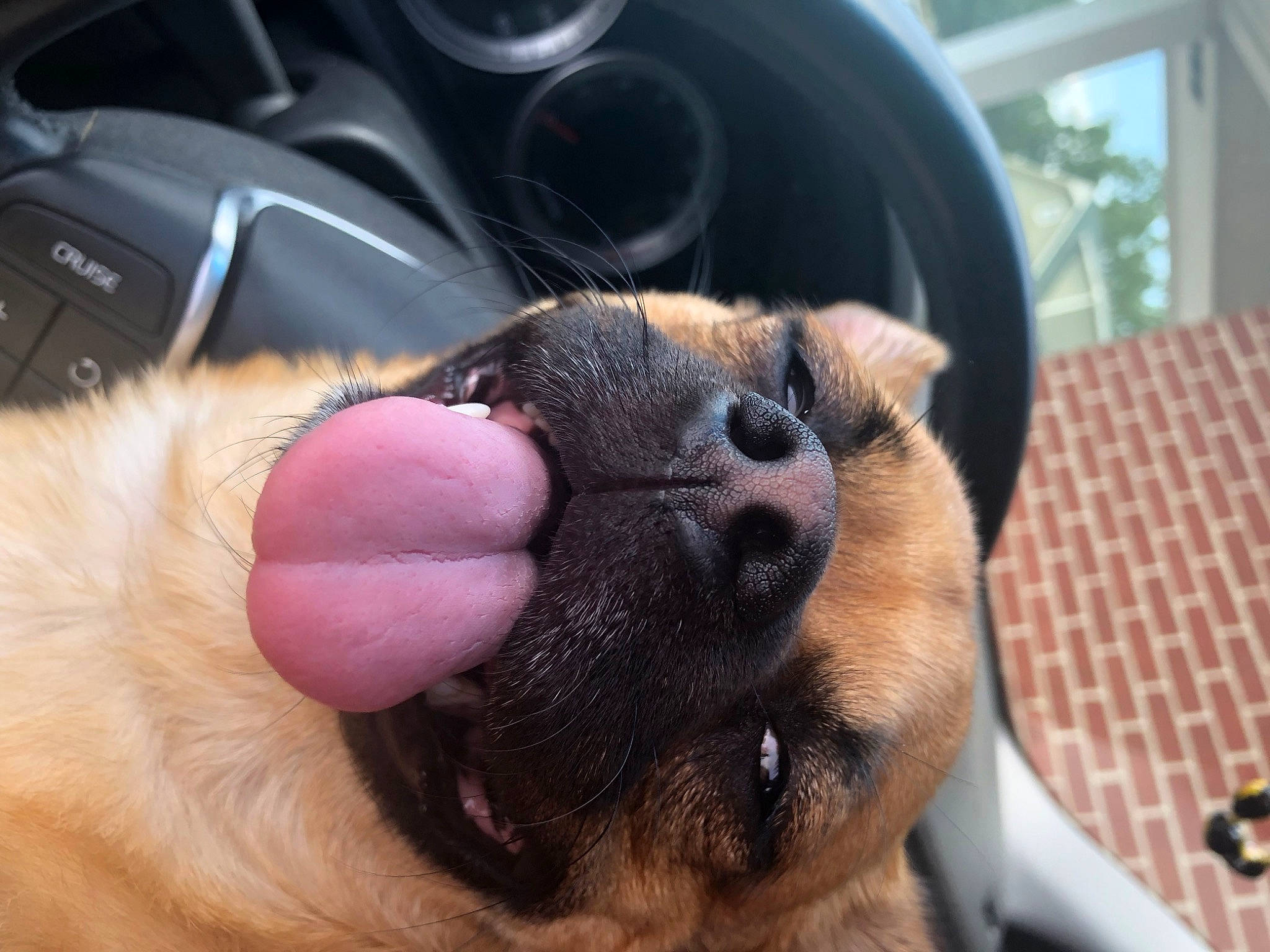 Spud is registered to the contest to win money with this photo: canidae, carnivore, comfort, companion_dog, dog, dog_breed, fawn, fur, mammal, nail, non_sporting_group, paw, puppy_love, snout, soccer, sporting_group, steering_wheel, toy_dog, whiskers, working_animal