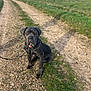 dog, large_dog, sitting, gravel_path, dirt_track, harness, leash, grass, field, countryside, sky, horizon, person_in_distance, portrait, attentive, paws, collar, outdoor, walking, nature