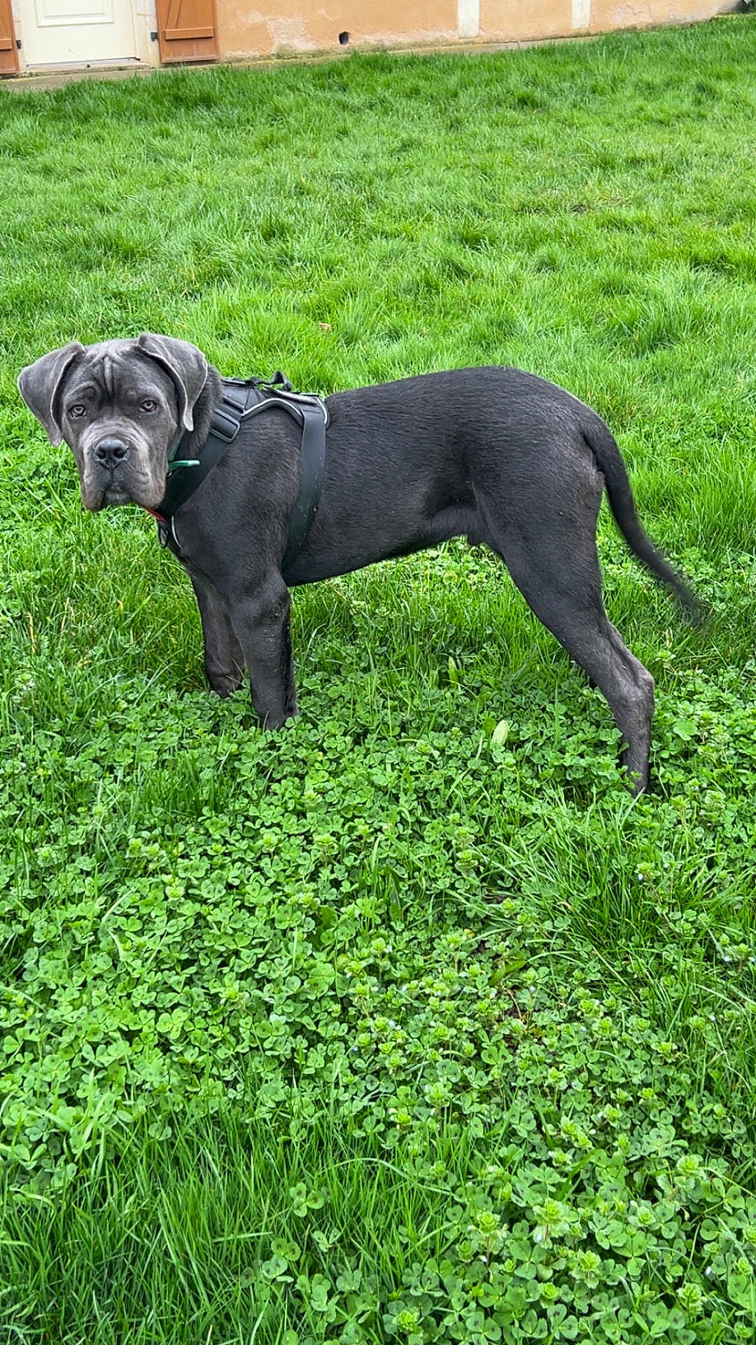 Alto a rejoint le concours — aidez-le/la à gagner de superbes lots ! dog, canine, pet, grass, clover, harness, outdoor, yard, lawn, portrait, standing, grey_coat, short_hair, muzzle, ears, tail, greenery, curious, field, doorway