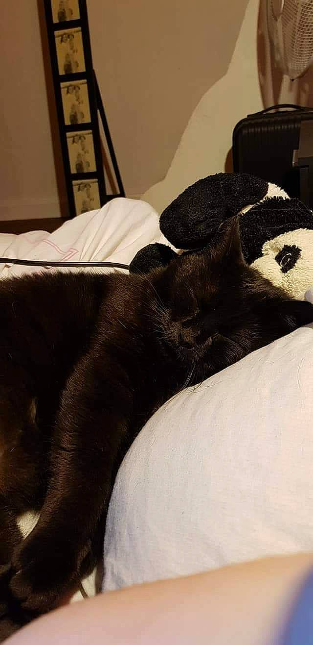 Chocapic a rejoint le concours — aidez-le/la à gagner de superbes lots ! canidae, carnivore, comfort, dog, dog_breed, ear, fur, furniture, nap, puppy, sporting_group