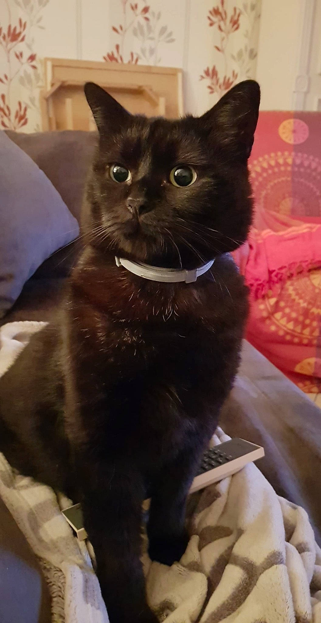 Chocapic a rejoint le concours — aidez-le/la à gagner de superbes lots ! asian, black_cat, bombay, burmese, carnivore, cat, domestic_short_haired_cat, european_shorthair, felidae, german_rex, havana_brown, kitten, korat, mammal, small_to_medium_sized_cats, snout, vertebrate, whiskers