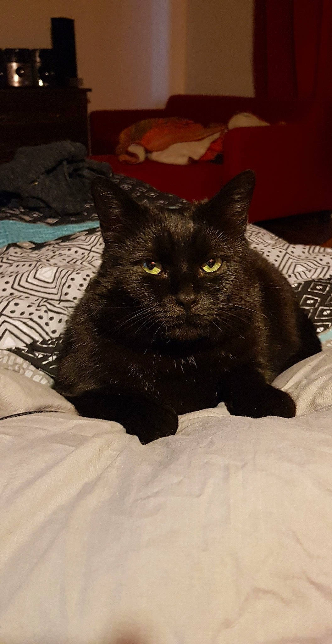 Chocapic a rejoint le concours — aidez-le/la à gagner de superbes lots ! asian, black, black_cat, bombay, british_shorthair, burmese, carnivore, cat, domestic_short_haired_cat, eye, fawn, felidae, fur, kitten, mammal, small_to_medium_sized_cats, snout, vertebrate, whiskers