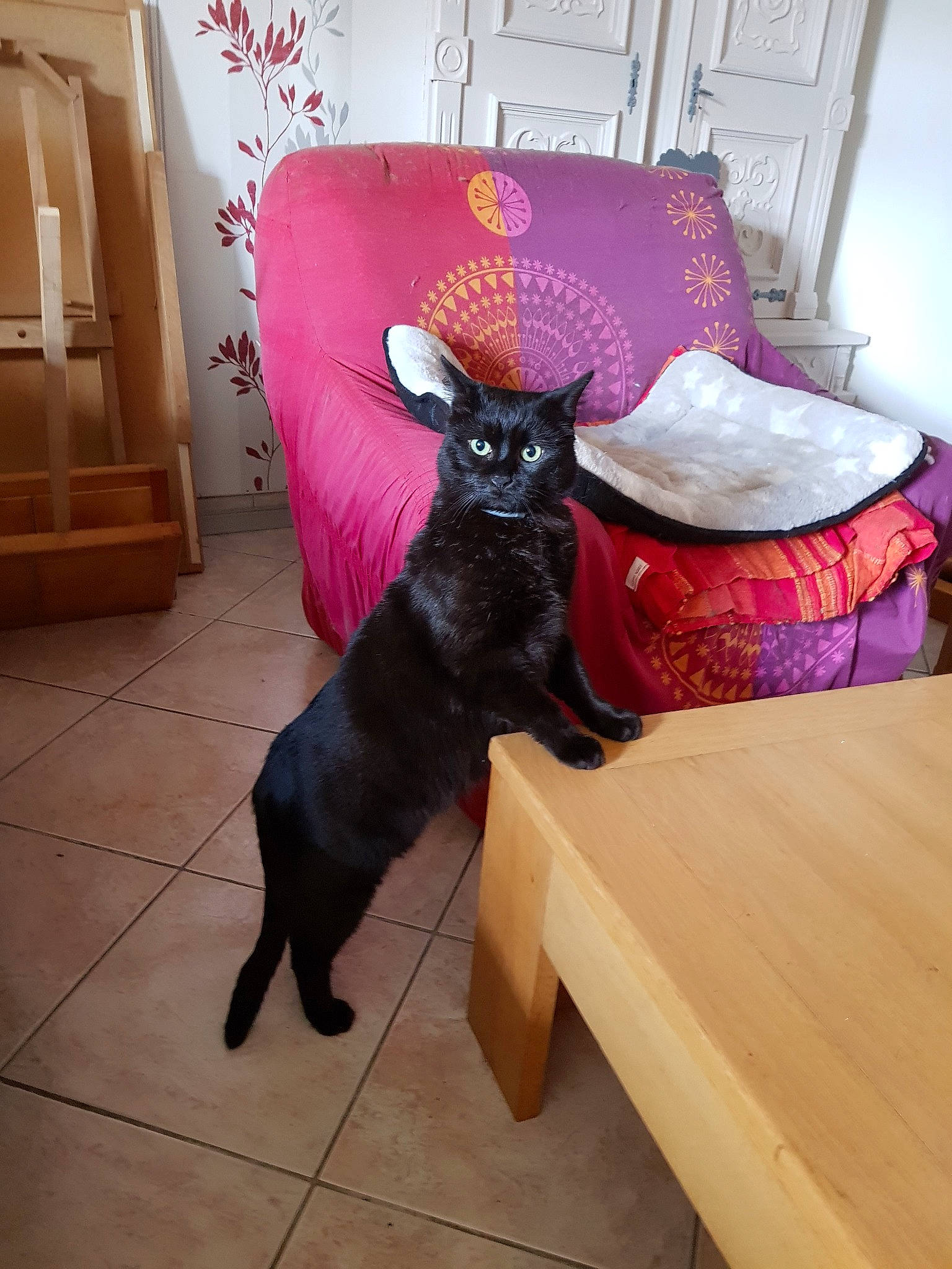 Chocapic participe au concours pour gagner de l'argent avec cette photo : black, black_cat, bombay, canidae, carnivore, cat, dog, dog_breed, fawn, felidae, floor, flooring, furniture, mammal, pink, room, small_to_medium_sized_cats, tail, vertebrate, whiskers