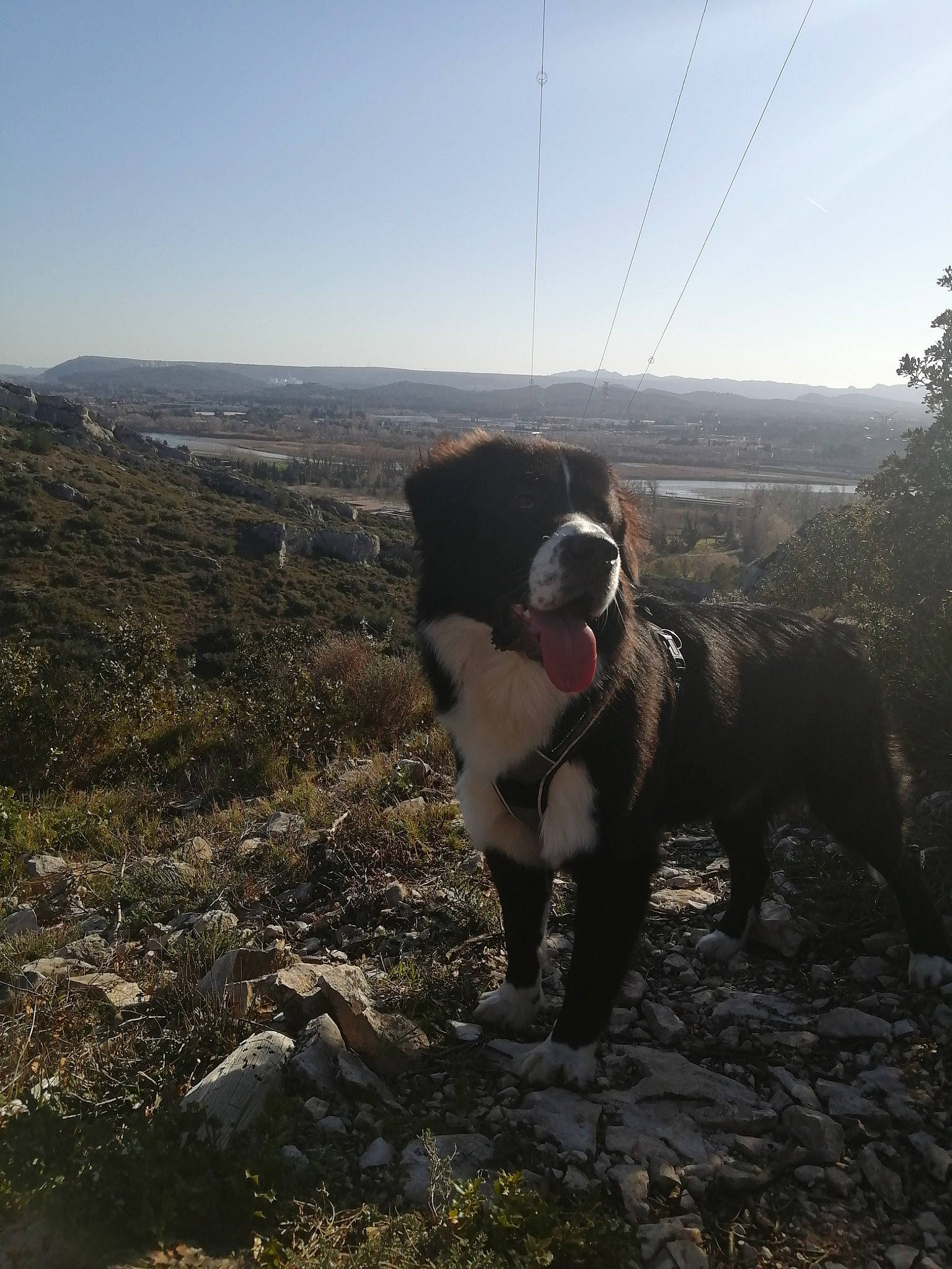 Saiko a rejoint le concours — aidez-le/la à gagner de superbes lots ! canidae, carnivore, companion_dog, dog, dog_breed, fawn, grass, grassland, hill, landscape, leash, mountain, plant, recreation, sky, slope, soil, sporting_group, tree, working_animal