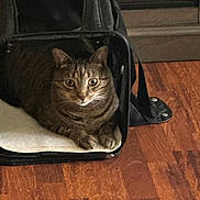 Jax is registered to the contest to win money with this photo: cat, tabby, pet, animal, feline, indoors, carrier, pet_carrier, wooden_floor, brown, black, sitting, paws, whiskers, ears, eyes, fur, portrait, home, relaxed