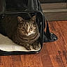 cat, tabby, pet, animal, feline, indoors, carrier, pet_carrier, wooden_floor, brown, black, sitting, paws, whiskers, ears, eyes, fur, portrait, home, relaxed