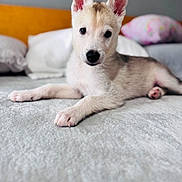 Jayco joined the competition — help win amazing prizes! puppy, dog, bed, ears, pet, animal, lying_down, cute, domestic, fur, young, indoor, cozy, blanket, pillow, soft_light, looking_at_camera, resting, canine, household