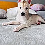 puppy, dog, bed, ears, pet, animal, lying_down, cute, domestic, fur, young, indoor, cozy, blanket, pillow, soft_light, looking_at_camera, resting, canine, household
