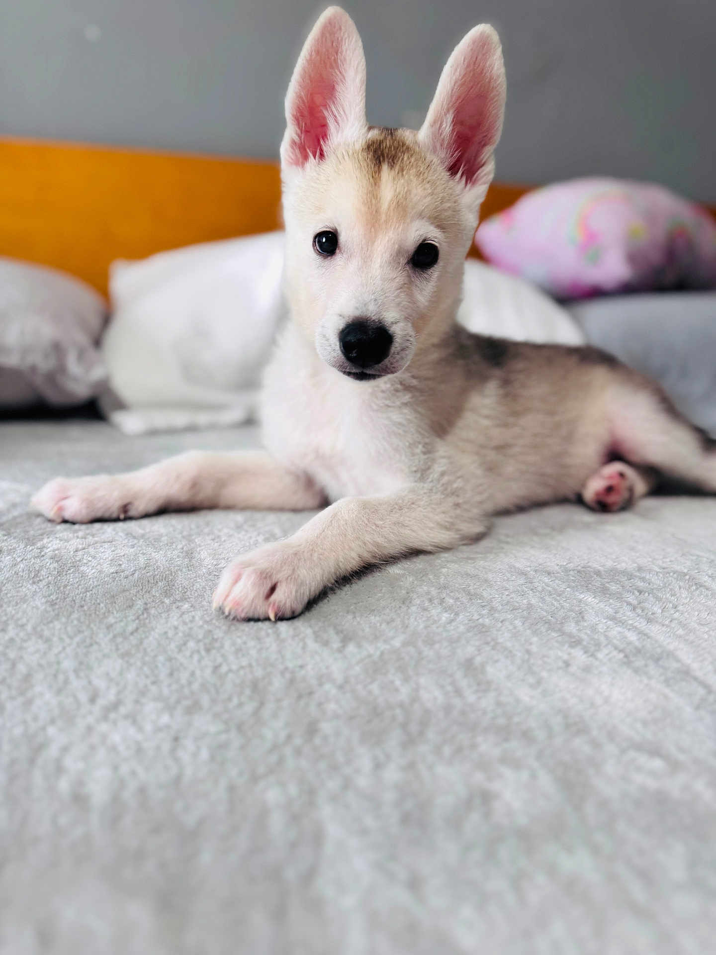 Jayco joined the competition — help win amazing prizes! puppy, dog, bed, ears, pet, animal, lying_down, cute, domestic, fur, young, indoor, cozy, blanket, pillow, soft_light, looking_at_camera, resting, canine, household