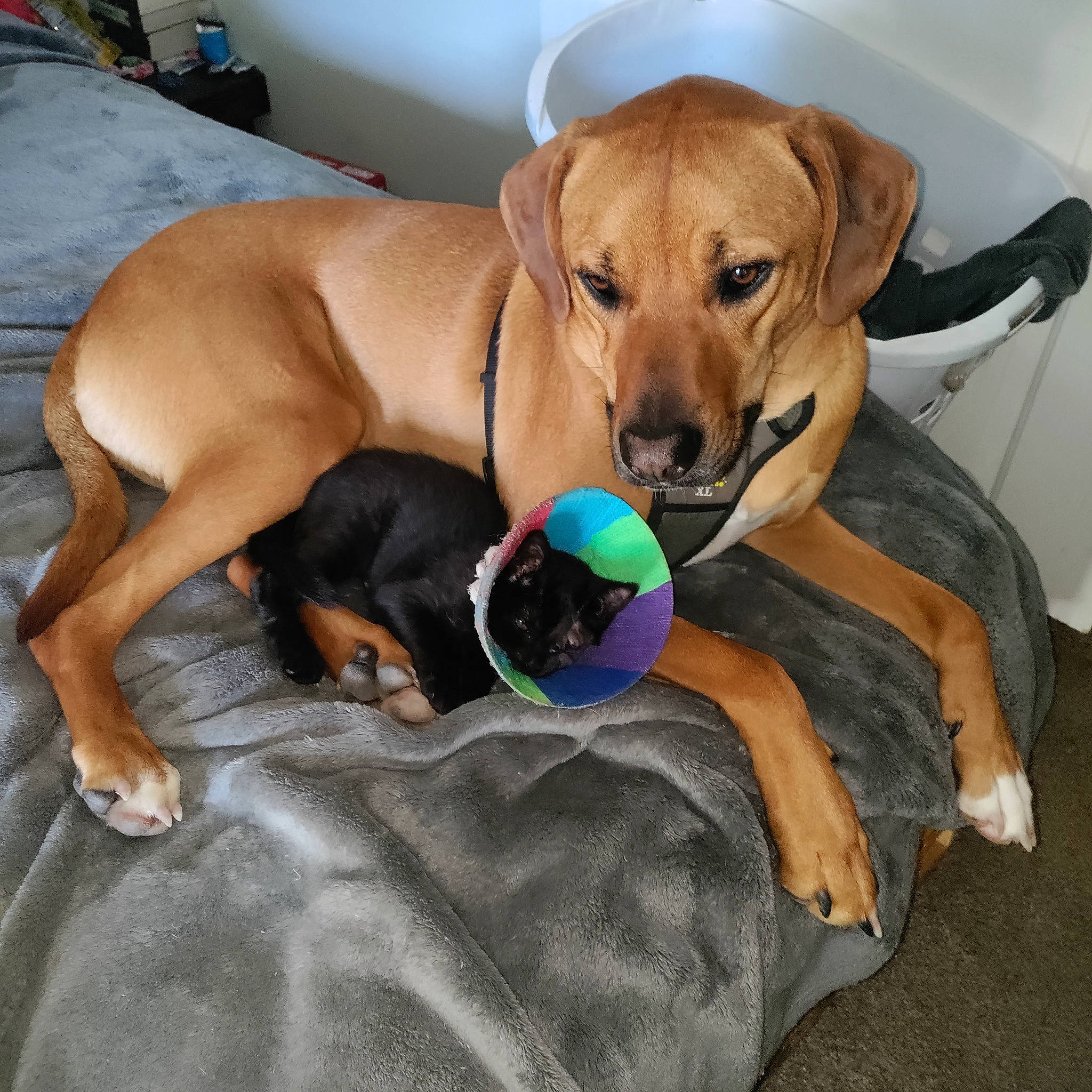 Fenway Taylor joined the competition — help win amazing prizes! canidae, carnivore, chair, collar, comfort, companion_dog, couch, dog, dog_bed, dog_breed, dog_collar, dog_supply, fawn, flooring, paw, pet_supply, puppy, snout, sporting_group, working_animal