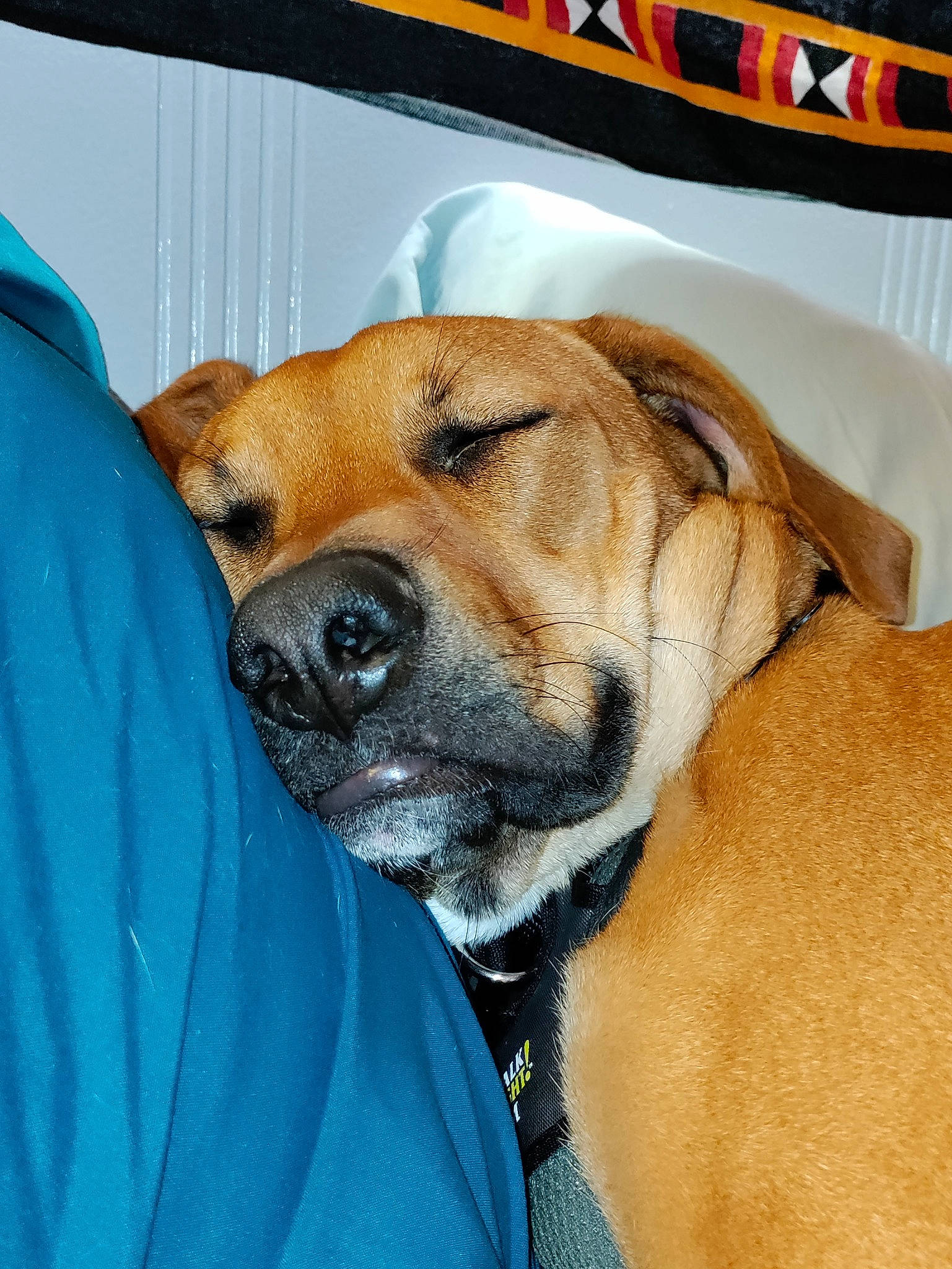 Fenway Taylor is registered to the contest to win money with this photo: canidae, carnivore, collar, companion_dog, dog, dog_breed, fawn, fur, guard_dog, non_sporting_group, snout, sporting_group, whiskers, working_animal, working_dog