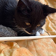 Aya participe au concours pour gagner de l'argent avec cette photo : kitten, cat, black_and_white, whiskers, close_up, curious, pet, feline, soft_texture, blanket, orange, indoor, wooden_stick, young_animal, cute, small, animal, fur, resting, cozy