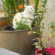 Snow participe au concours pour gagner de l'argent avec cette photo : cat, white_cat, flower_pot, plants, orange_flowers, outdoor, greenery, feline, pet, nature, garden, curious, sitting, flora, leafy, domestic_animal, calm, animal, closeup, serene