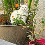 cat, white_cat, flower_pot, plants, orange_flowers, outdoor, greenery, feline, pet, nature, garden, curious, sitting, flora, leafy, domestic_animal, calm, animal, closeup, serene