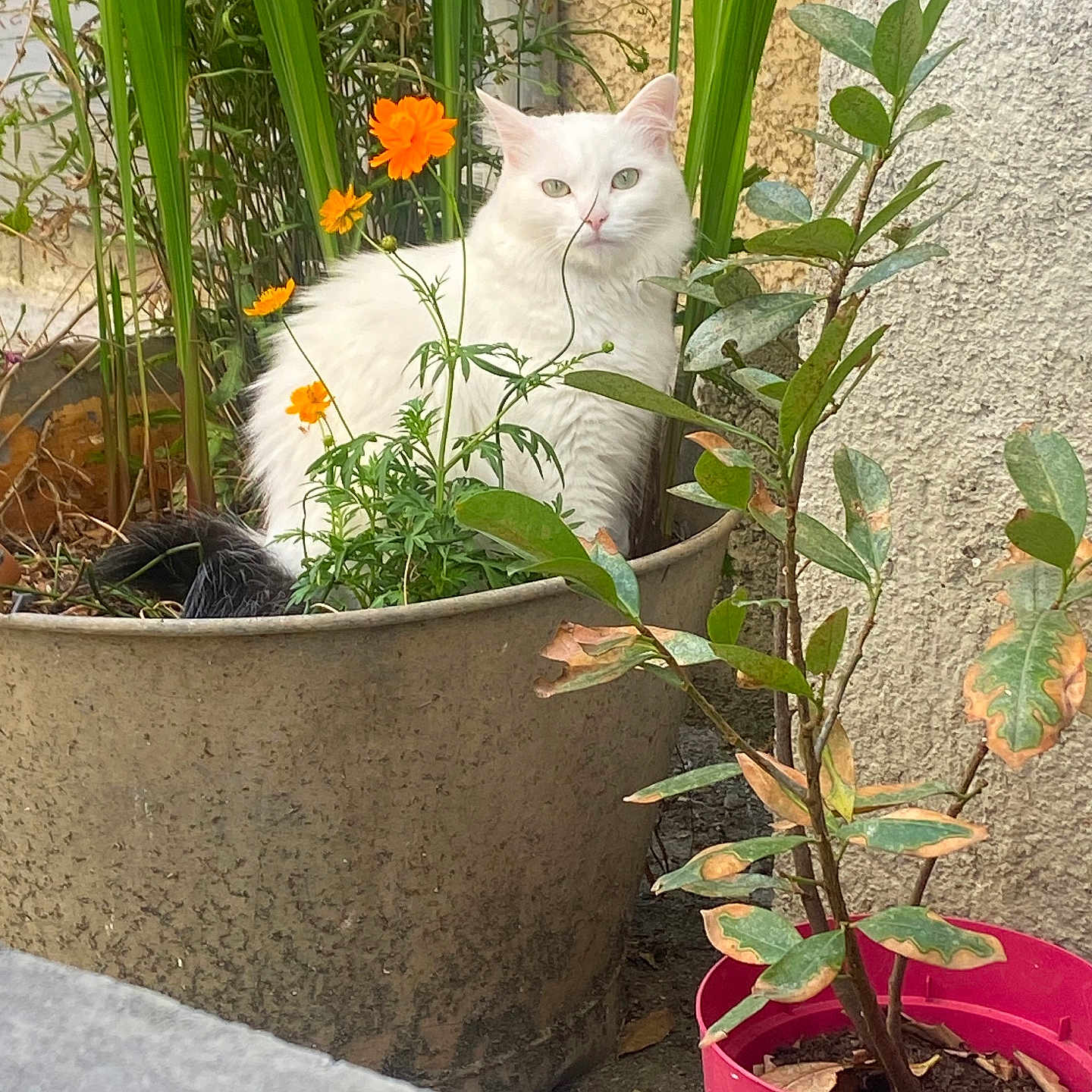 Snow participe au concours pour gagner de l'argent avec cette photo : animal, calm, cat, closeup, curious, domestic_animal, feline, flora, flower_pot, garden, greenery, leafy, nature, orange_flowers, outdoor, pet, plants, serene, sitting, white_cat