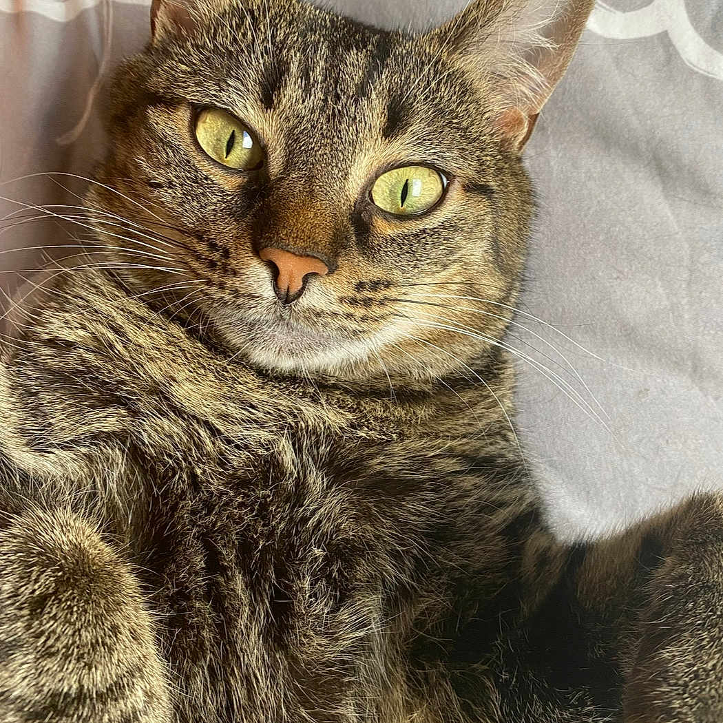 Plume participe au concours pour gagner de l'argent avec cette photo : animal, bed, blanket, cat, close_up, cute, ears, feline, fur, indoor, lying_down, paw, pet, portrait, relaxed, sleepy, soft, tabby, whiskers, yellow_eyes