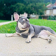 Lilas participe au concours pour gagner de l'argent avec cette photo : dog, french_bulldog, outdoor, lawn, greenery, relaxed, pet, animal, canine, portrait, side_view, stone_surface, suburban, house, grass, daylight, ears, paw, snout, expression