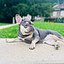 dog, french_bulldog, outdoor, lawn, greenery, relaxed, pet, animal, canine, portrait, side_view, stone_surface, suburban, house, grass, daylight, ears, paw, snout, expression