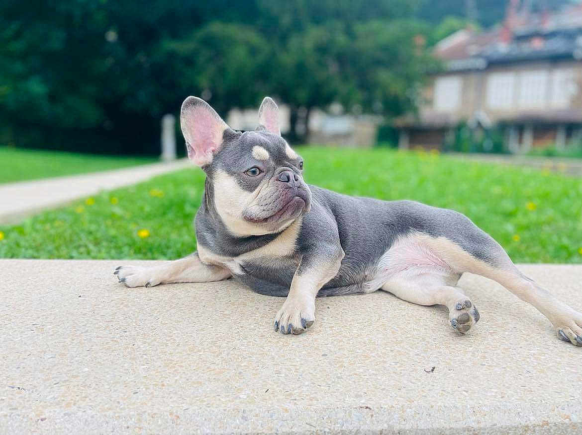 Lilas participe au concours pour gagner de l'argent avec cette photo : dog, french_bulldog, outdoor, lawn, greenery, relaxed, pet, animal, canine, portrait, side_view, stone_surface, suburban, house, grass, daylight, ears, paw, snout, expression