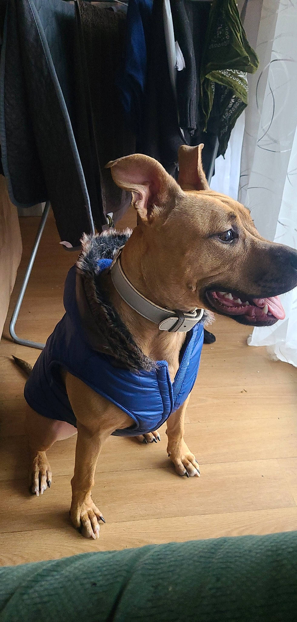 Hysis a rejoint le concours — aidez-le/la à gagner de superbes lots ! canidae, carnivore, collar, companion_dog, dog, dog_breed, dog_clothes, dog_collar, dog_supply, electric_blue, fashion_accessory, fawn, guard_dog, leash, pet_supply, snout, sporting_group, toy_dog, whiskers, working_animal