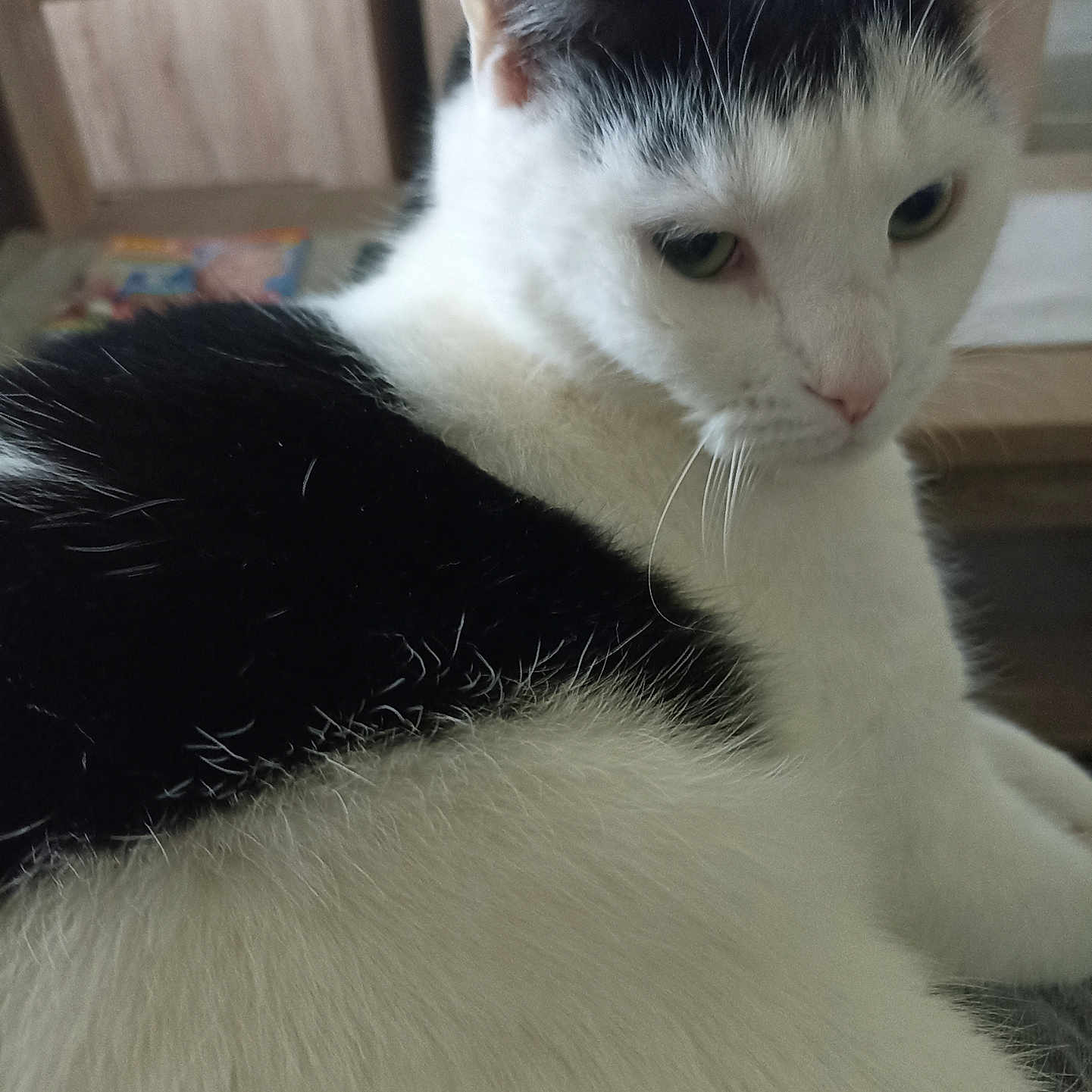 Rocky participe au concours pour gagner de l'argent avec cette photo : abyssinian, angora, animal, cat, couch, furniture, hardwood, kitten, manx, pet, siamese, wood