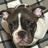 dog, puppy, french_bulldog, close_up, pet, cute, animal, ears, eyes, face, fur, brown, white, blanket, checkered, indoor, adorable, looking_up, sitting, companion