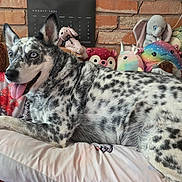 Nova is registered to the contest to win money with this photo: bed, blanket, blue_eyes, brick_wall, calendar, close_up, dog, floppy_ears, happy, home, indoors, lying_down, pet, photography, plush_toys, portrait, relaxed, speckled_coat, stuffed_animals, tongue_out