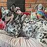 bed, blanket, blue_eyes, brick_wall, calendar, close_up, dog, floppy_ears, happy, home, indoors, lying_down, pet, photography, plush_toys, portrait, relaxed, speckled_coat, stuffed_animals, tongue_out