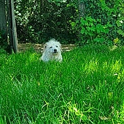 Olympe a rejoint le concours — aidez-le/la à gagner de superbes lots ! dog, grass, greenery, outdoor, nature, sunlight, bushes, trees, pet, canine, fur, garden, leafy, peaceful, daylight, animal, flora, scenery, relaxing, summer