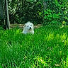 dog, grass, greenery, outdoor, nature, sunlight, bushes, trees, pet, canine, fur, garden, leafy, peaceful, daylight, animal, flora, scenery, relaxing, summer