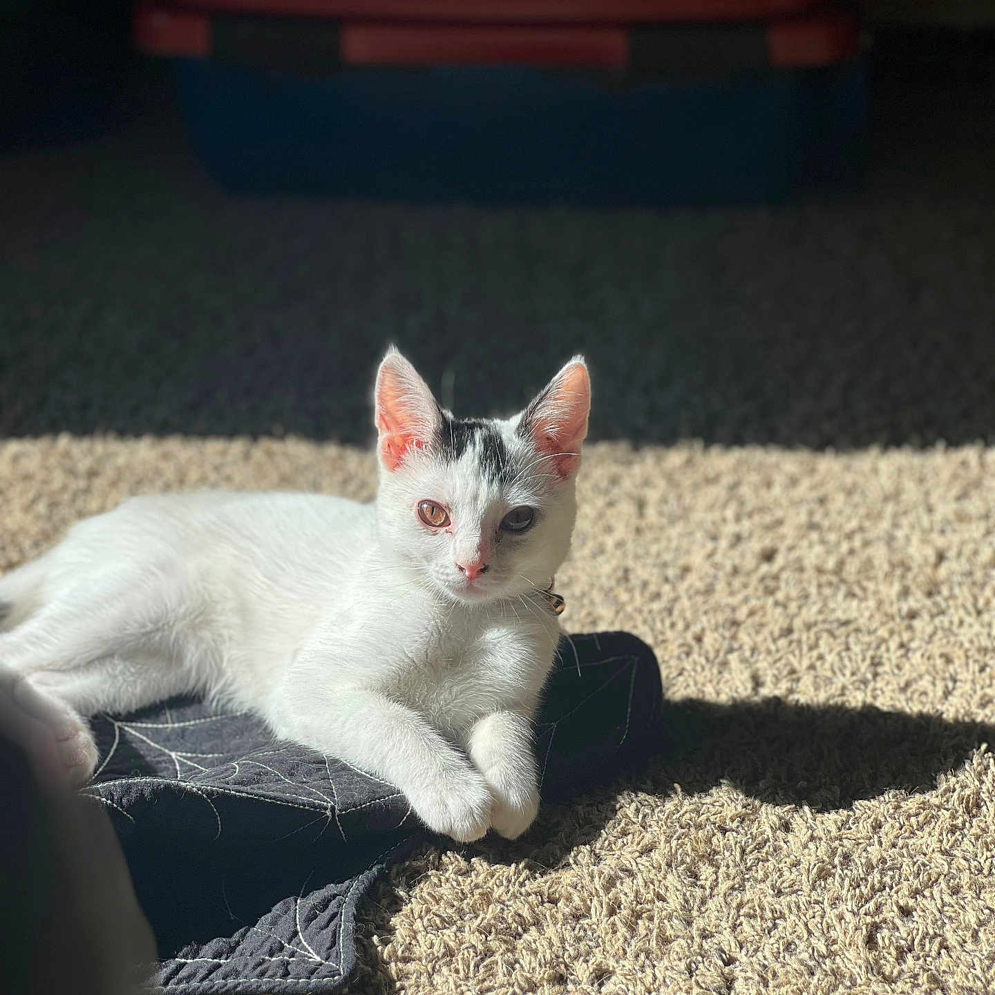 Clanky joined the competition — help win amazing prizes! animal, black_patch, carpet, cat, collar, cute, domestic_cat, ears, feline, fur, heterochromia, indoor, laying_down, pet, pet_carrier, relaxed, shadow, sunlight, whiskers, white_cat