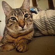 Lucky is registered to the contest to win money with this photo: animal, blanket, carpet, cat, close_up, clothes, curious, ears, eyes, feline, fur, home, indoor, mammal, paws, pet, portrait, relaxing, tabby_cat, whiskers