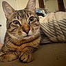 animal, blanket, carpet, cat, close_up, clothes, curious, ears, eyes, feline, fur, home, indoor, mammal, paws, pet, portrait, relaxing, tabby_cat, whiskers
