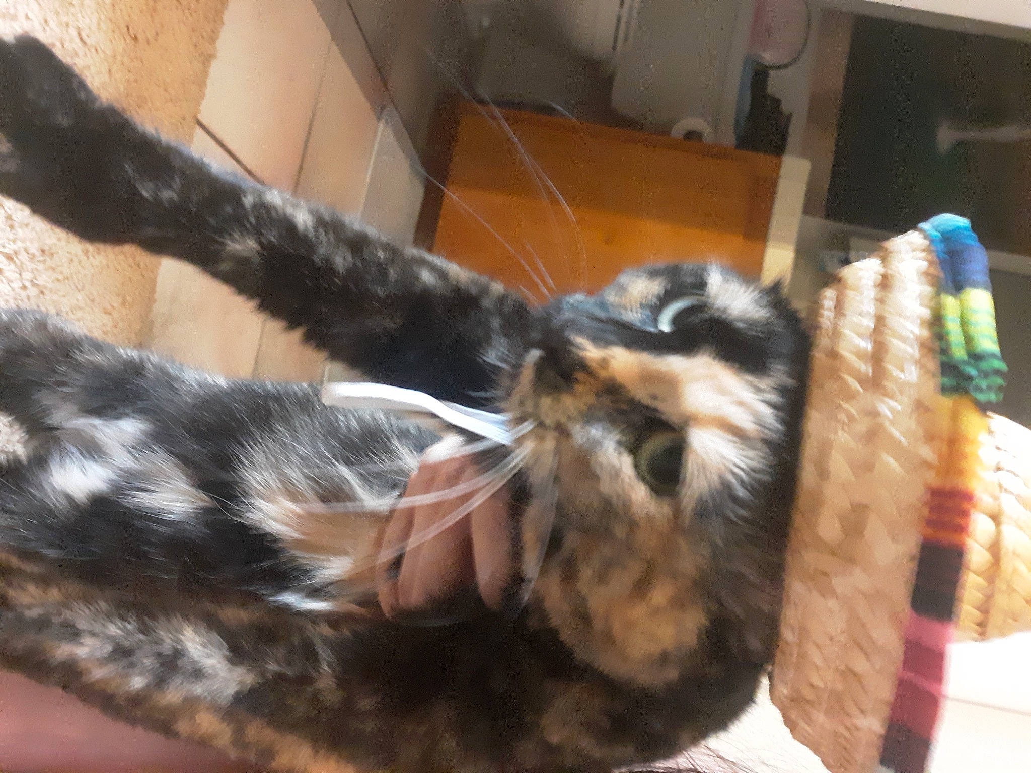 Moka joined the competition — help win amazing prizes! animal_shelter, canidae, carnivore, cat, claw, companion_dog, dog_breed, domestic_short_haired_cat, felidae, flooring, fur, hardwood, paw, small_to_medium_sized_cats, snout, sporting_group, tail, terrestrial_animal, whiskers, wood