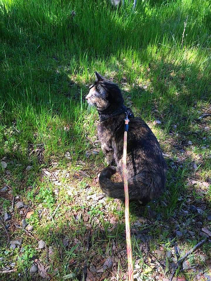 Moka joined the competition — help win amazing prizes! canidae, carnivore, cat, dog_breed, domestic_short_haired_cat, felidae, fur, grass, grassland, groundcover, lawn, plant, shadow, shrub, small_to_medium_sized_cats, soil, sporting_group, tail, terrestrial_animal, whiskers