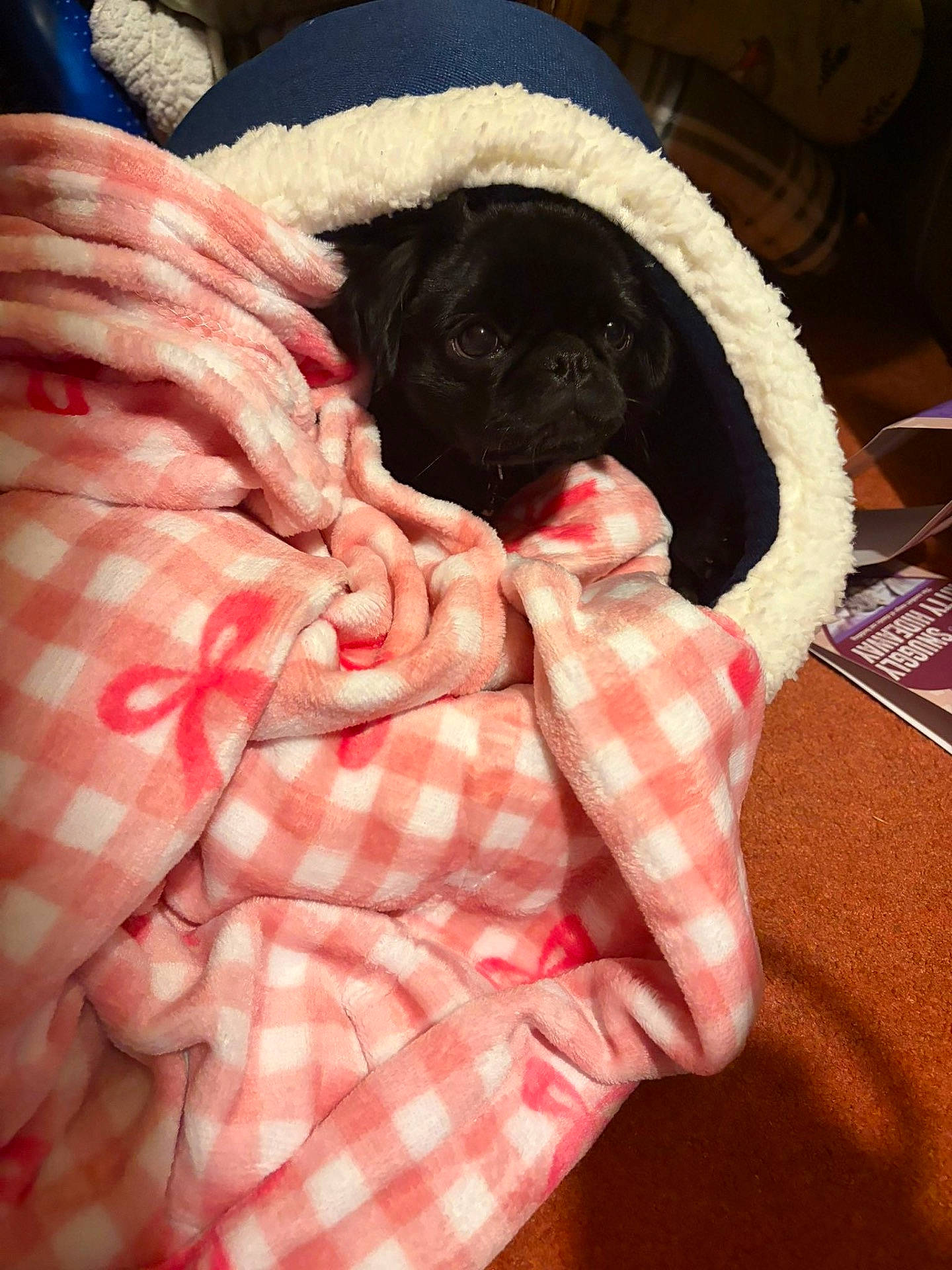 Penny is registered to the contest to win money with this photo: animal, blanket, brown_floor, checkered, comfort, cozy, curious, cute, dog, face, furry, indoor, pet_bed, pink, pug, red_bow, resting, small_dog, snuggled, warm