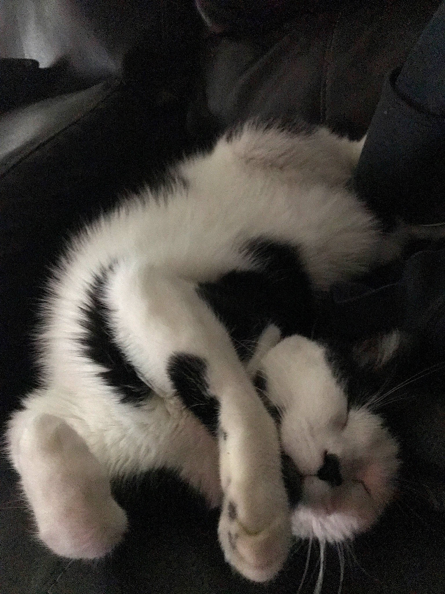 Jasper joined the competition — help win amazing prizes! bored, carnivore, cat, claw, comfort, domestic_short_haired_cat, felidae, fur, monochrome_photography, nap, paw, sleep, small_to_medium_sized_cats, snout, tail, terrestrial_animal, whiskers