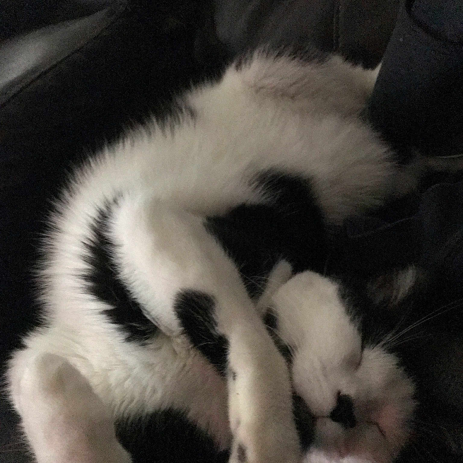 Jasper