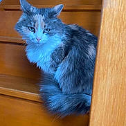 Tokyo participe au concours pour gagner de l'argent avec cette photo : cat, long_hair, fluffy, stairs, wooden_stairs, staircase, pet, feline, portrait, sitting, tail, whiskers, green_eyes, indoor, fur, grey_cat, white_chest, close_up, looking_at_camera, curious