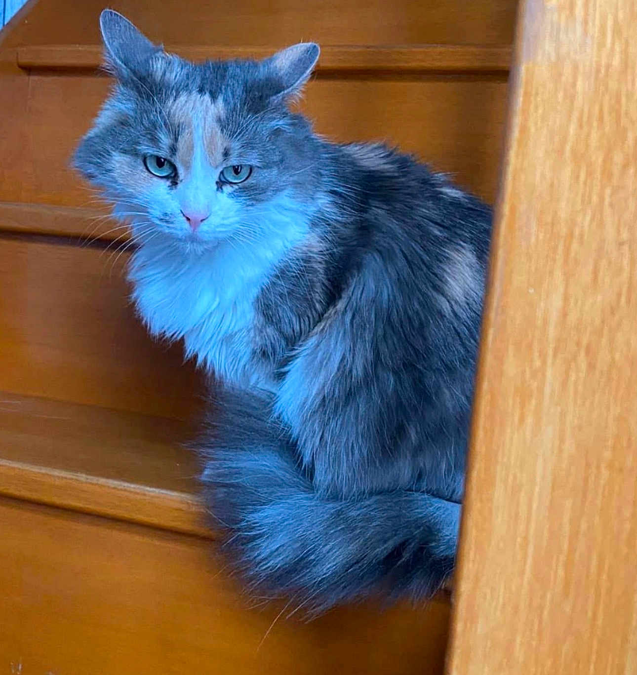 Tokyo participe au concours pour gagner de l'argent avec cette photo : cat, long_hair, fluffy, stairs, wooden_stairs, staircase, pet, feline, portrait, sitting, tail, whiskers, green_eyes, indoor, fur, grey_cat, white_chest, close_up, looking_at_camera, curious