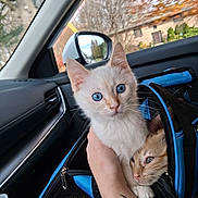 Frost joined the competition — help win amazing prizes! animal, autumn, blue_eyes, car_interior, cat, closeup, curious, feline, ginger_cat, hand, house, indoor, kitten, pet_carrier, seat, shy, side_mirror, transport, tree, window